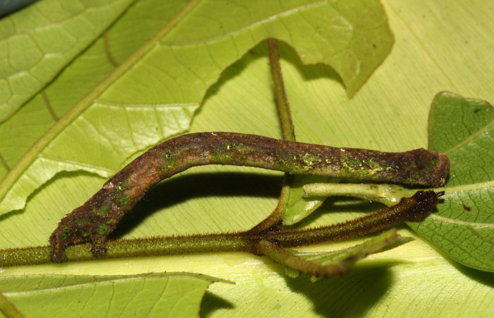 Figura 25. Larva <i>Pero simila</i> (Geometridae), último estadío (U) vista lateral, localidad Casa Roberto Sector Pitilla ACG (520m). Voucher: 21-SRNP-30944-DHJ787013.jpg.