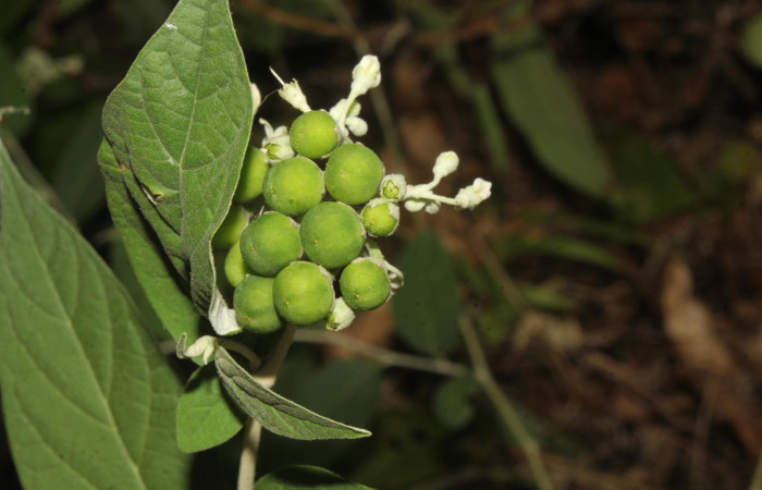 Figura 29. Planta hospedera de <i>Pero dularia</i> (Geometridae), esta planta se llama <i>Solanum schlechtendalianum</i> (Solanaceae), vista frutos, localidad Medrano Estación Biológica Quica, Sector Pitilla ACG (380m), foto: Ricardo Calero 20 Mayo 2024.