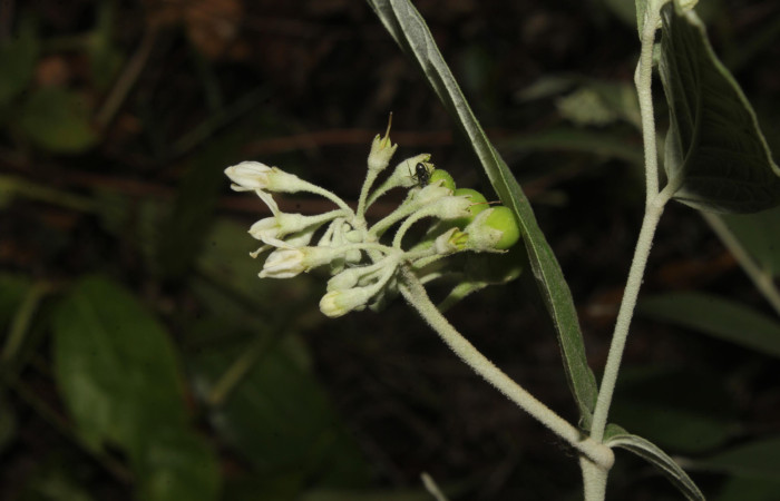 Figura 28. Planta hospedera de <i>Pero dularia</i> (Geometridae), esta planta se llama <i>Solanum schlechtendalianum</i> (Solanaceae), vista flores, localidad Medrano Estación Biológica Quica, Sector Pitilla ACG (380m), foto: Ricardo Calero 20 Mayo 2024.