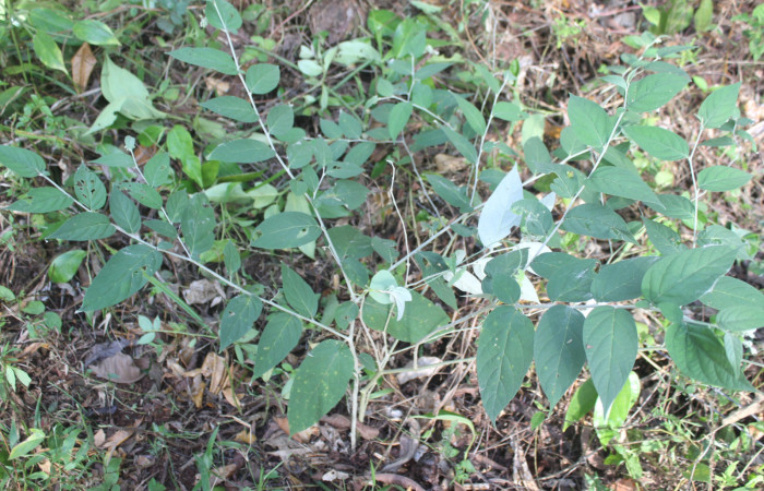 Figura 27. Planta hospedera de <i>Pero dularia</i> (Geometridae), esta planta se llama <i>Solanum schlechtendalianum</i> (Solanaceae), localidad Medrano Estación Biológica Quica, Sector Pitilla ACG (380m), foto: Ricardo Calero 20 Mayo 2024.