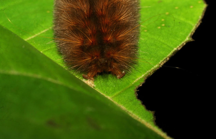 Fig.11 Larva <i>Sychesia naias</i>, (Erebidae), se alimenta  <i>Piptocarpha poeppigiana</i>, (Asteraceae), mostrando la parte trasera. Voucher: 07-SRNP-30927-DHJ419708.jpg.