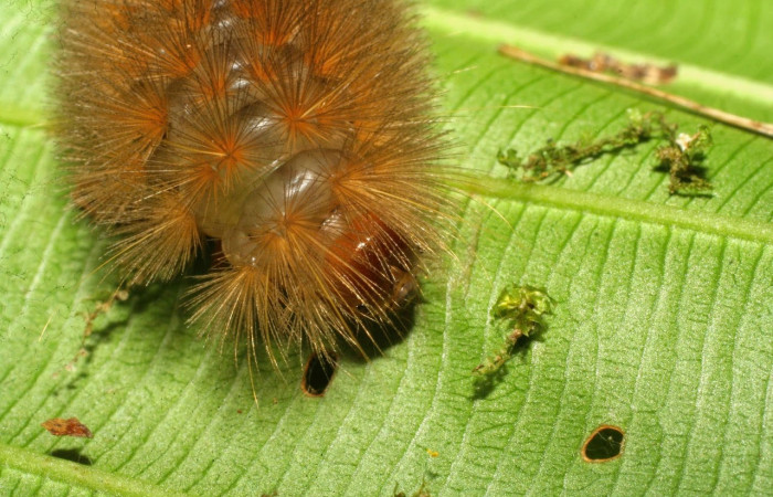 Fig.13 Larva <i>Sychesia naias</i>, (Erebidae), se alimenta  <i>Piptocarpha poeppigiana</i>, (Asteraceae), mostrando la parte cabeza. Voucher: 08-SRNP-70113-DHJ443202.jpg.