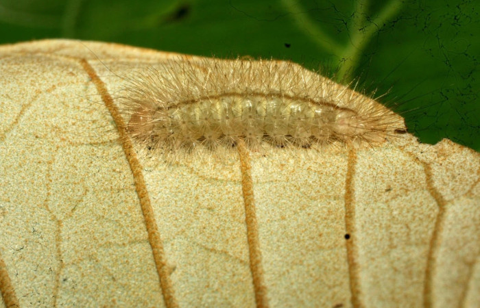 Fig.14 Larva <i>Sychesia naias</i>, (Erebidae), se alimenta  <i>Piptocarpha poeppigiana</i>, (Asteraceae), mostrando la parte dorsal entero. Voucher: 11-SRNP-32266-DHJ484003.jpg.