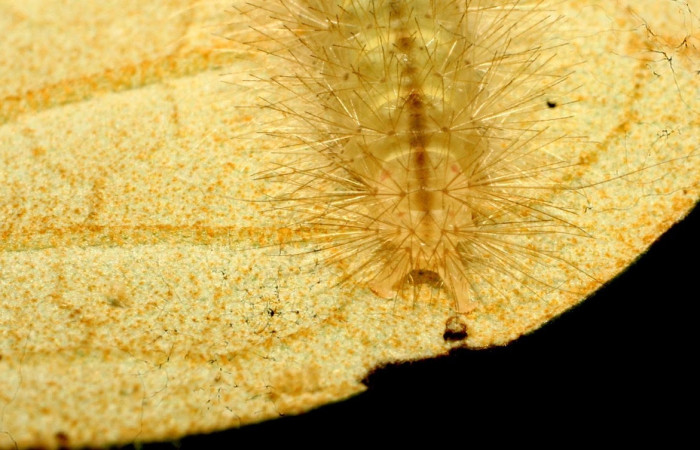 Fig.15 Larva <i>Sychesia naias</i>, (Erebidae), se alimenta  <i>Piptocarpha poeppigiana</i>, (Asteraceae), mostrando la parte trasera. Voucher: 11-SRNP-32266-DHJ484005.jpg