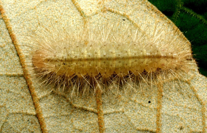 Fig.16 Larva <i>Sychesia naias</i>, (Erebidae), se alimenta  <i>Piptocarpha poeppigiana</i>, (Asteraceae), mostrando la parte dorsal entero. Voucher: 11-SRNP-32266-DHJ484007.jpg.