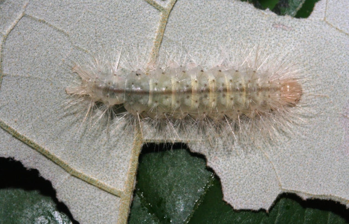 Fig.17 Larva <i>Sychesia pseudodryas</i>, (Erebidae), se alimenta  <i>Piptocarpha poeppigiana</i>, (Asteraceae), mostrando la parte dorsal entero. Voucher: 12-SRNP-530-DHJ487077.jpg.