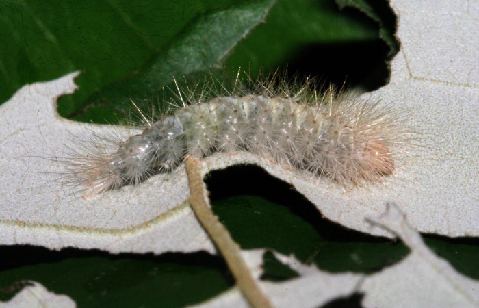 Fig.18 Larva <i>Sychesia pseudodryas</i>, (Erebidae), se alimenta  <i>Piptocarpha poeppigiana</i>, (Asteraceae), mostrando la parte dorsal entero. Voucher: 12-SRNP-530-DHJ487078.jpg.
