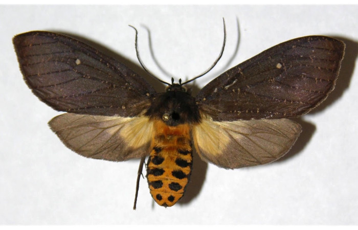 Fig.1 Adulto <i>Sychesia naias</i>, Erebidae, hembra mostrando la parte dorsal. Voucher: 05-SRNP-2301-DHJ316874.
