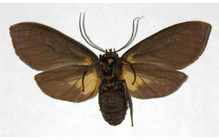 Fig.2 Adulto <i>Sychesia naias</i>, Erebidae, hembra mostrando la parte ventral. Voucher: 05-SRNP-2301-DHJ316875.
