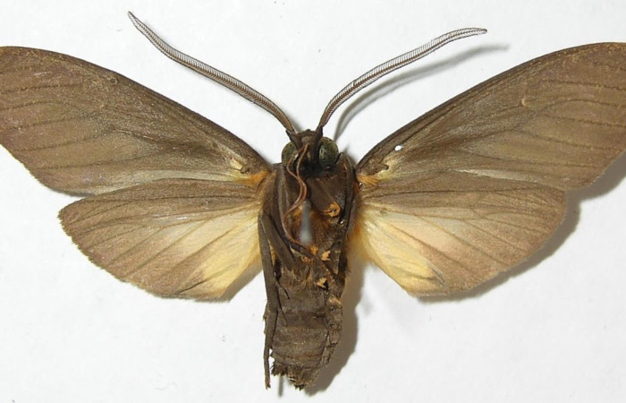 Fig.4 Adulto <i>Sychesia naias</i>, Erebidae, macho mostrando la parte ventral. Voucher: 08-SRNP-70195-DHJ505155.