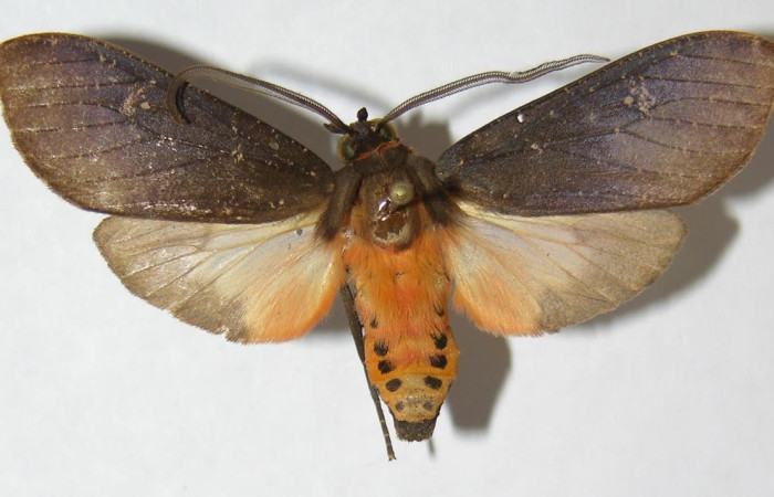 Fig.5 Adulto <i>Sychesia pseudodryas</i>, Erebidae, mostrando la parte dorsal. Voucher: 09-SRNP-67284-DHJ514028.
