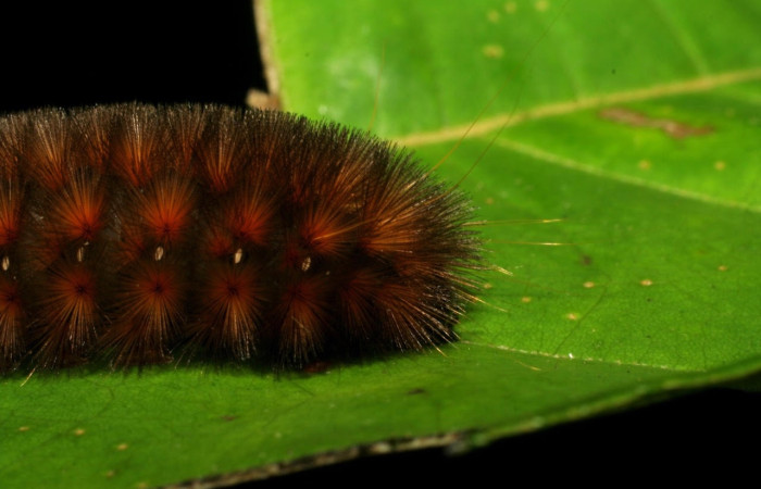 Fig.9 Larva <i>Sychesia naias</i>, (Erebidae), se alimenta  <i>Piptocarpha poeppigiana</i>, (Asteraceae), mostrando la parte trasero. Voucher: 07-SRNP-30927-DHJ419704.jpg.