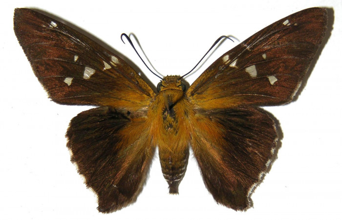 Fig. 4. Adulto de <i>Epargyreus</i> Burns04, Area de Conservación Guanacaste, Sector Santa Rosa, Cafetal, elevación280mt. (01-SRNP-16434-DHJ305668).