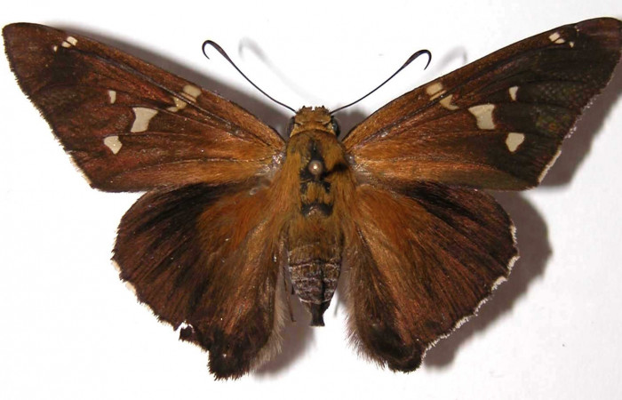 Fig. 1. Adulto de <i>Epargyreus</i> Burns02. Area de Conservación Guanacaste, Sector Del Oro, Quebrada Raiz, elevación280mt. (02-SRNP-29200-DHJ38130).