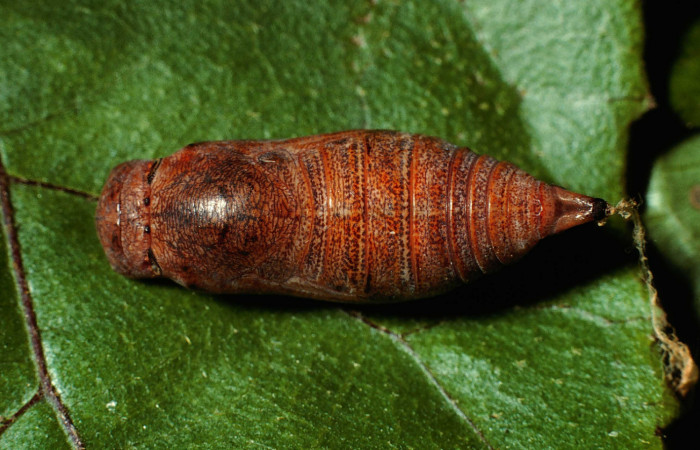 Fig. 16 Pupa de <i>Epargyreus</i> Burns02. Area de Conservación Guanacaste, Sector San Cristobal,  Quebrada Cementerio elevación700mt. (02-SRNP-374-DHJ65350.jpg).
