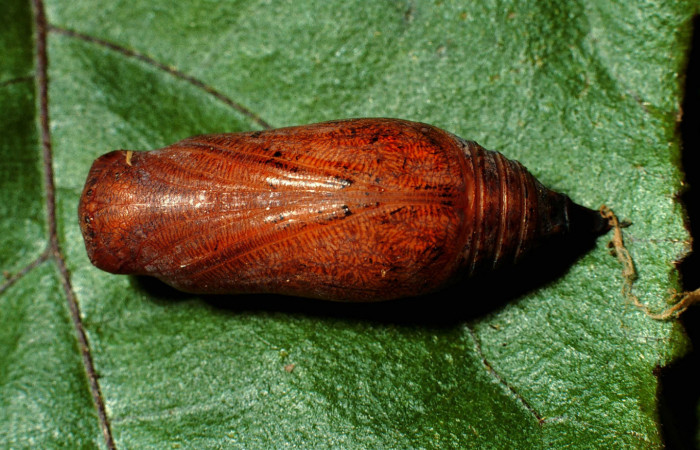 Fig. 17 Pupa de <i>Epargyreus</i> Burns02. Area de Conservación Guanacaste, Sector San Cristobal,  Quebrada Cementerio elevación700mt. (02-SRNP-374-DHJ65351.jpg).