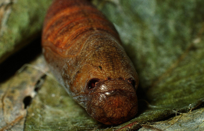 Fig. 18 Pupa de <i>Epargyreus</i> Burns02. Area de Conservación Guanacaste, Sector San Cristobal,  Rio Blanco Abajo elevación500mt. (03-SRNP-6121-DHJ74292.jpg).