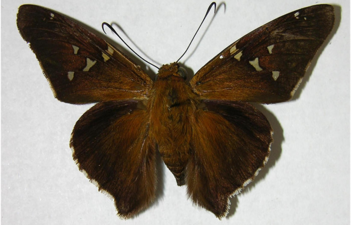 Fig. 7. Adulto de <i>Epargyreus</i> Burns07, Area de Conservación Guanacaste, Sector Pitilla, Loaiciga, elevación445mt. (05-SRNP-30037-DHJ374726).