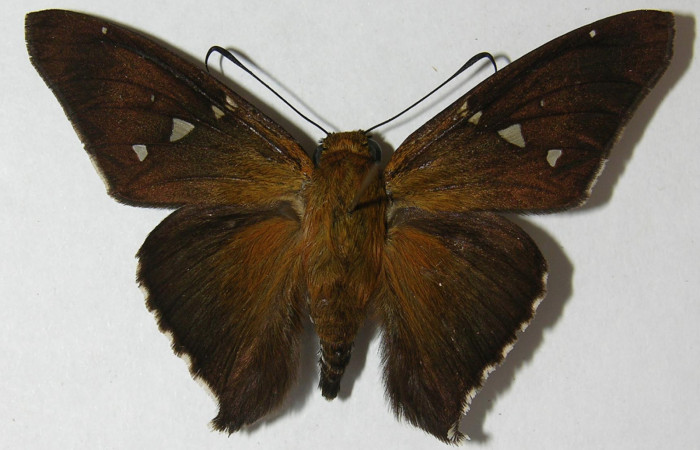 Fig. 6. Adulto de <i>Epargyreus</i> Burns06, Area de Conservación Guanacaste, Brasilia, Gallinazo, elevación360mt. (11-SRNP-65458-DHJ546844).