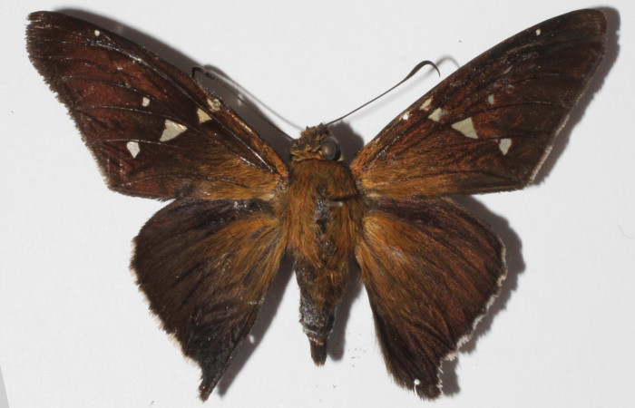 Fig. 11 Adulto de <i>Epargyreus</i> Burns13, Area de Conservación Guanacaste, Sector San Cristóbal, Sendero Perdido, elevación620mt. (15-SRNP-1153-DHJ907296).