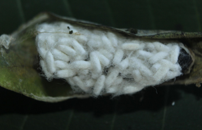 Fig. 19 Capullos de <i>Apanteles</i> Janzen121  que salíó de <i>Epargyreus</i> Burns02. Area de Conservación Guanacaste, Sector pitilla, Medrano, elevación380mt. (15-SRNP-72102-DHJ732096.jpg).