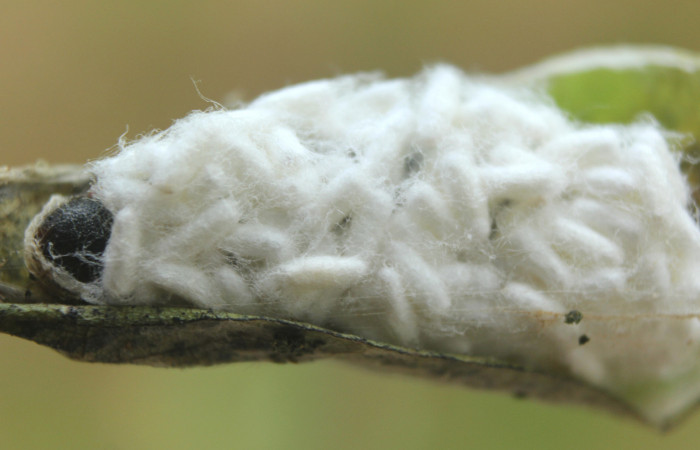 Fig. 20 Capullos de <i>Apanteles</i> Janzen121  que salió de larva <i>Epargyreus</i> Burns02. Area de Conservación Guanacaste, Sector pitilla, Medrano, elevación380mt. (15-SRNP-72102-DHJ732100.jpg).