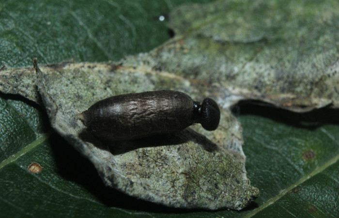 Fig. 21 Capullo de <i>Hyposoter</i> INB-42DHJ04  que salió de larva </i>Epargyreus</i> Burns02. Area de Conservación Guanacaste, Sector pitilla, Medrano, elevación380mt. (16-SRNP-71236-DHJ733232.jpg).