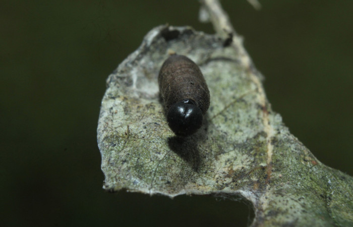 Fig. 22 Capullo de <i>Hyposoter</i> INB-42DHJ04  que salió de larva <i>Epargyreus</i> Burns02. Area de Conservación Guanacaste, Sector pitilla, Medrano, elevación380mt. (16-SRNP-71236-DHJ733236.jpg).
