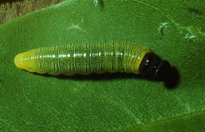 Fig. 12 Larva en penúltimo estadio de <i>Epargyreus</i> Burns02. Area de Conservación Guanacaste, Sector Santa Rosa, Cafetal, elevación280mt. (79-SRNP-212-DHJ544.jpg).