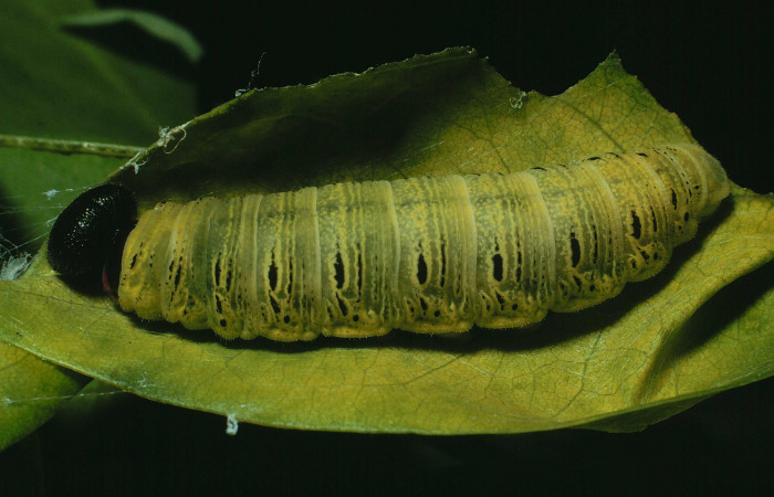 Fig. 14 Larva en último estadio de <i>Epargyreus</i> Burns02. Area de Conservación Guanacaste, Sector Santa Rosa, Cafetal, elevación280mt. (91-SRNP-970-DHJ14215.jpg).