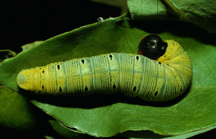 Fig. 13 Larva en último estadio de <i>Epargyreus</i> Burns02. Area de Conservación Guanacaste, Sector Santa Rosa, Cafetal, elevación280mt. (92-SRNP-3735-DHJ16234.jpg).