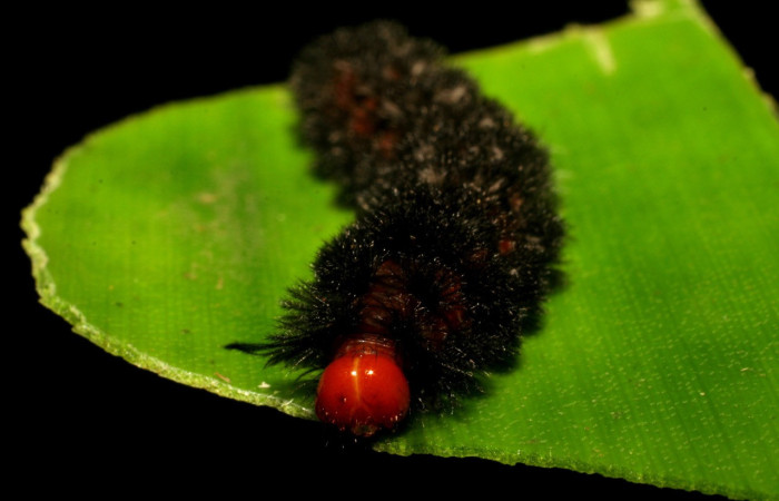 Fig.11. Larva de <i>Coreura phoenicides</i>. Voucher : 07-SRNP-30523-DHJ418633.jpg.