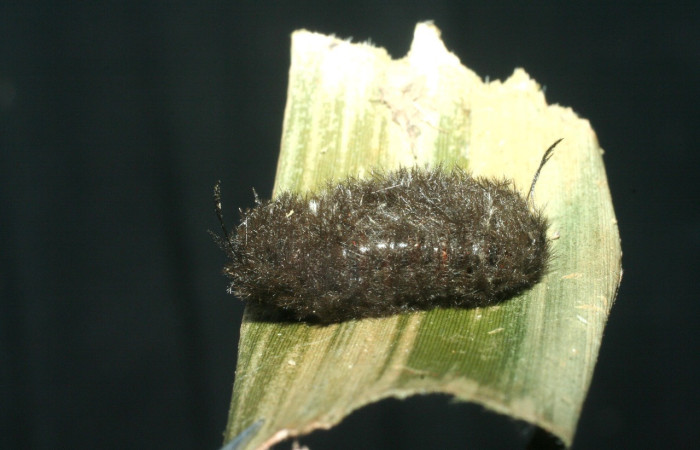 Fig.12. Mostrando capullo de <i>Coreura phoenicides</i>. Voucher : 09-SRNP-40210-DHJ452505.jpg.