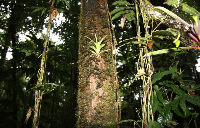 Fig.13. Mostrando planta de <i>Guzmania donnellsmithii</i>, planta hospedera de <i>Eugra delectans</i>. Voucher : 12-SRNP-31667-DHJ700158.jpg.