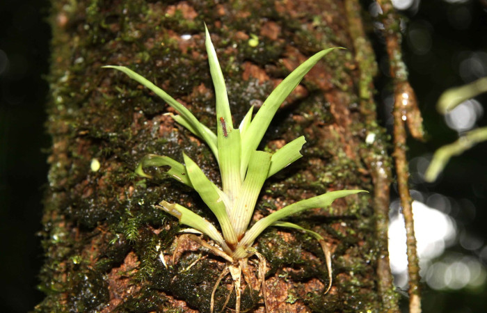 Fig.14Mostrando planta de <i>Guzmania donnellsmithii</i>, planta hospedera de <i>Eugra delectans</i>. Voucher : 12-SRNP-31667-DHJ700159.jpg.