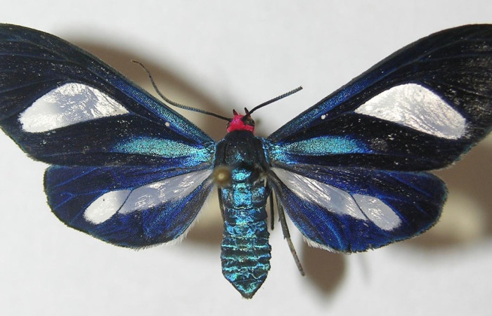 Fig.2. Adulto de <i>Euagra delectans</i>. En posición ventra. Voucher : 10-SRNP-31289-DHJ537810.jpg.