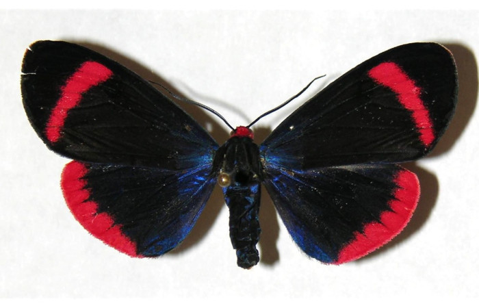 Fig.3. Adulto de <i>Coreura phoenicides</i>. En posición dorsal. Voucher : 05-SRNP-3245-DHJ316238.jpg.