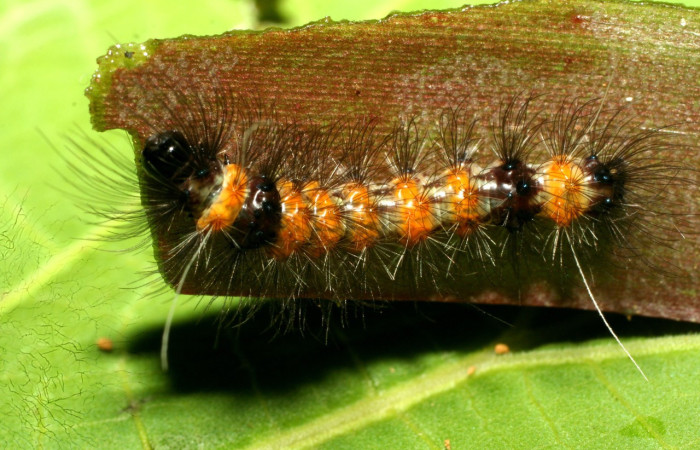 Fig.5. Larva de <i>Agyrta dux</i>, vista dorsal. Voucher : 09-SRNP-31646-DHJ458694.jpg.