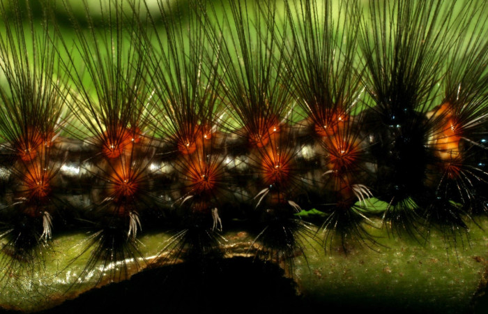 Fig.6. Larva de <i>Agyrta dux</i>, mostrando los pelitos. Voucher : 09-SRNP-31682-DHJ458737.jpg.