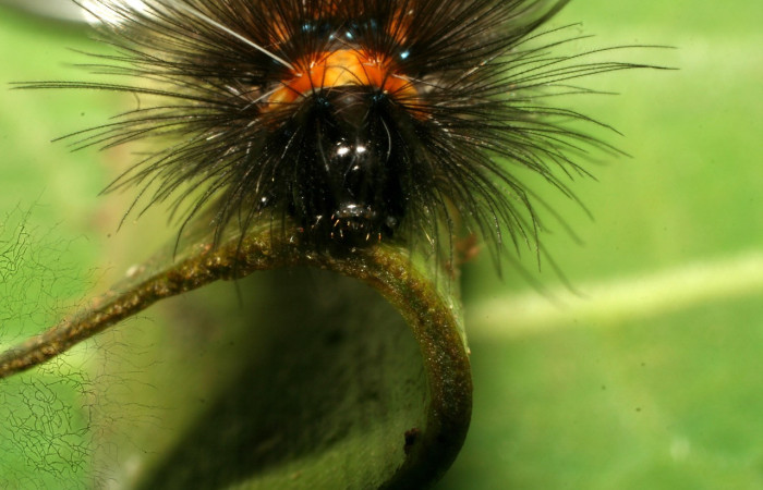 Fig.7. Larva de <i>Agyrta dux</i>. Voucher : 09-SRNP-31682-DHJ458732.jpg.