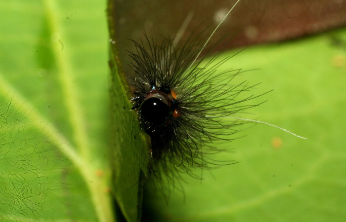 Fig.8. Larva de <i>Agyrta dux</i>. Voucher : 09-SRNP-31646-DHJ458696.jpg.