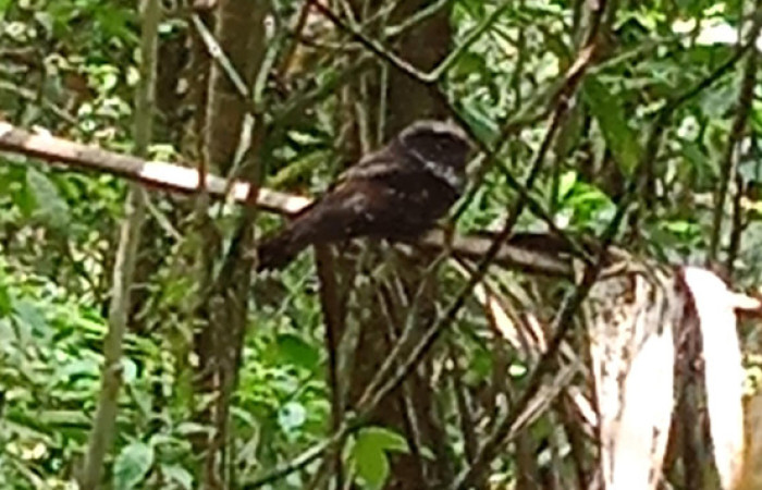 Fig. 02. Area Conservacion Guanacaste, Estación Pitilla, 25 Mar 2024. Fotografia: C. Moraga. <i>Nyctiphrynus ocellatus</i> (Caprimulgidae), 25 Mar 2024.02.jpg
