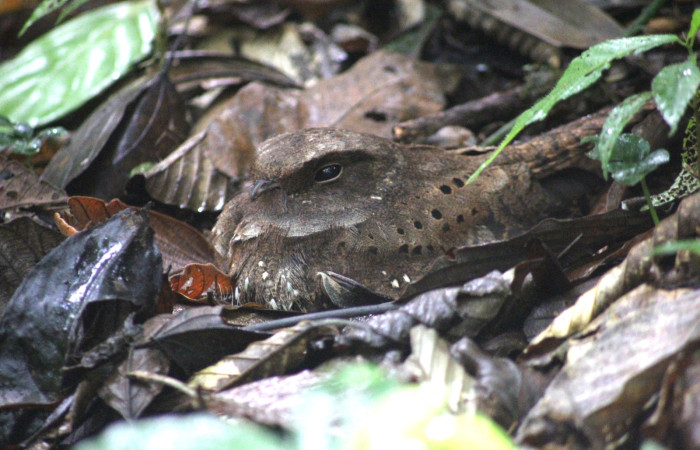 Fig.05. Area Conservación Guanacaste, Estación Pitilla, 08 Abr. 2024. Adulto en nido. <i>Nyctiphrynus ocellatus</i> (Caprimulgidae). Fotografia: C. Moraga.