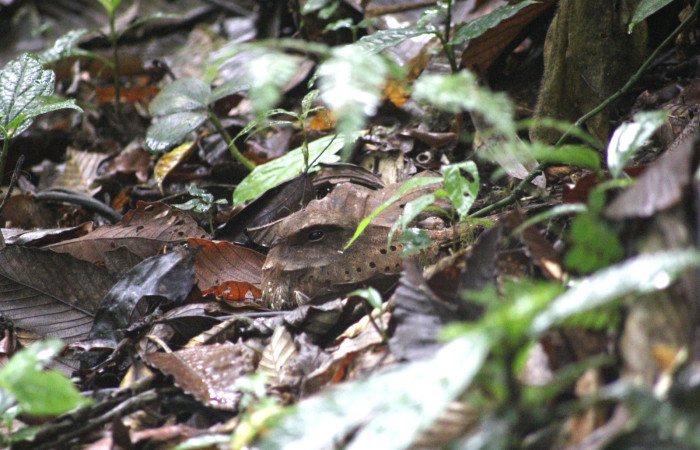Fig.06. Area Conservación Guanacaste, Estación Pitilla, 08 Abr. 2024. Adulto en nido. <i>Nyctiphrynus ocellatus</i> (Caprimulgidae). Fotografia: C. Moraga.