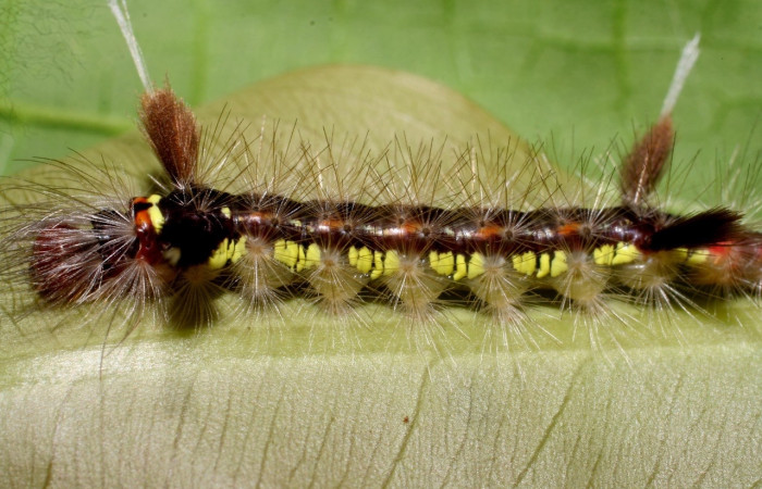 Figura  Larva en posición lateral de <i>Pheia albisigna</i> (Erebidae), U estadio. Sector Orosi, Vado Rio Espavelar. Voucher 07-SRNP-23332-DHJ426732.jpg.