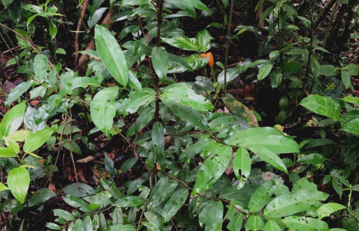  <i>Ouratea lucens</i> (Ochnaceae), planta hospedera de <i>Pheia albisigna</i> (Erebidae). Sector San Cristóbal, Bosque Transición. Foto, Elda Araya, 12 Junio 2024.
