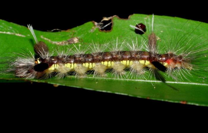  Larva en posición lateral de <i>Pheia albisigna</i> (Erebidae), PU estadio. Sector Mundo Nuevo, Vado Miramonte. Voucher 07-SRNP-67848-DHJ428768.jpg.