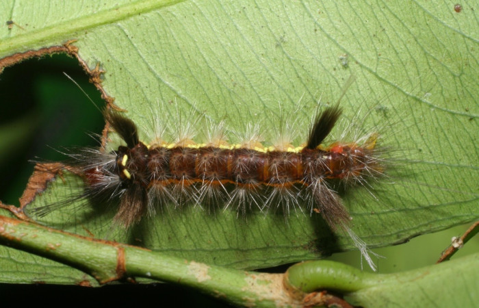  Larva en posición dorsal de <i>Pheia albisigna[/i[ (Erebidae), PU estadio. Sector Mundo Nuevo, Quebrada Tibio Perla. Voucher 07-SRNP-59540-DHJ429208.jpg.