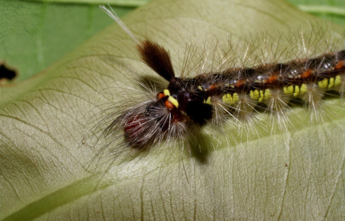  Cabeza en posición dorsal de <i>Pheia albisigna</i> (Erebidae), U estadio. Sector Orosi, Vado Rió Espavelar. Voucher 07-SRNP-23332-DHJ426735.jpg.