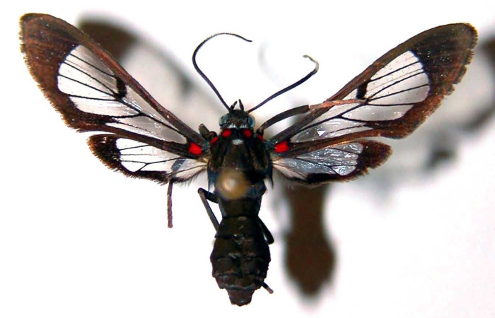  Adulto en posición dorsal de <i>Pheia albisigna</i> (Erebidae). Sector Santa Rosa, Bosque Húmedo. Voucher 83-SRNP-1485-DHJ38404.